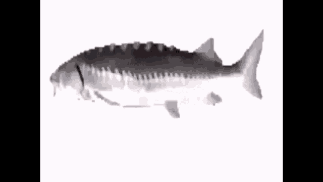 spinning fish