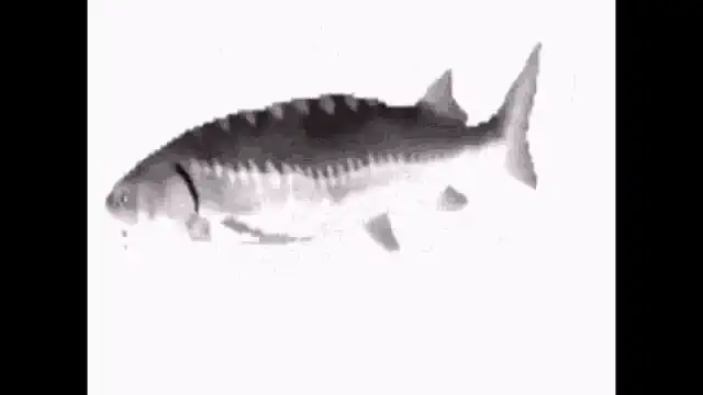 spinning fish